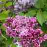 Syringa vulgaris `Sensation` (Lilak pospolity)