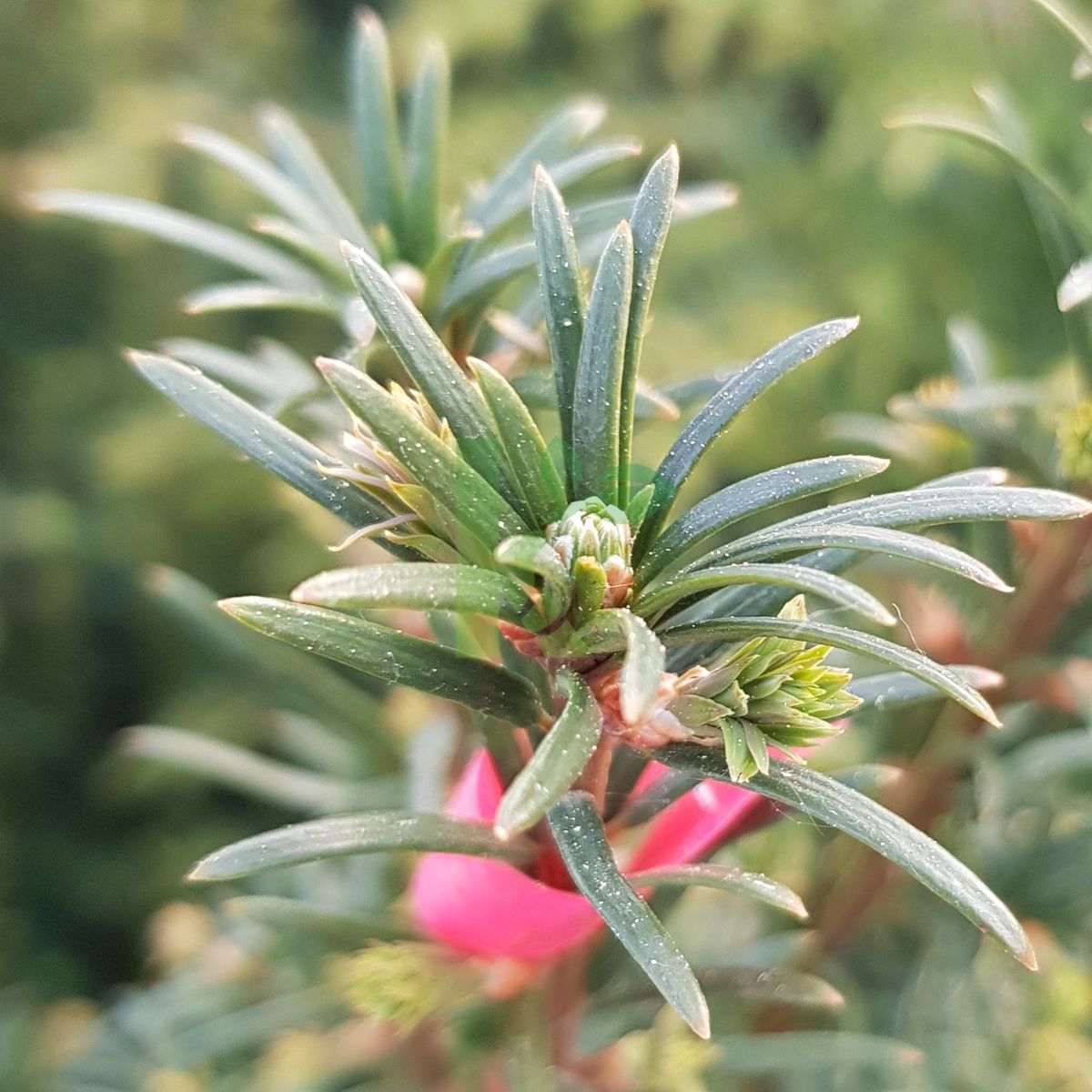 Taxus baccata (Cis pospolity)