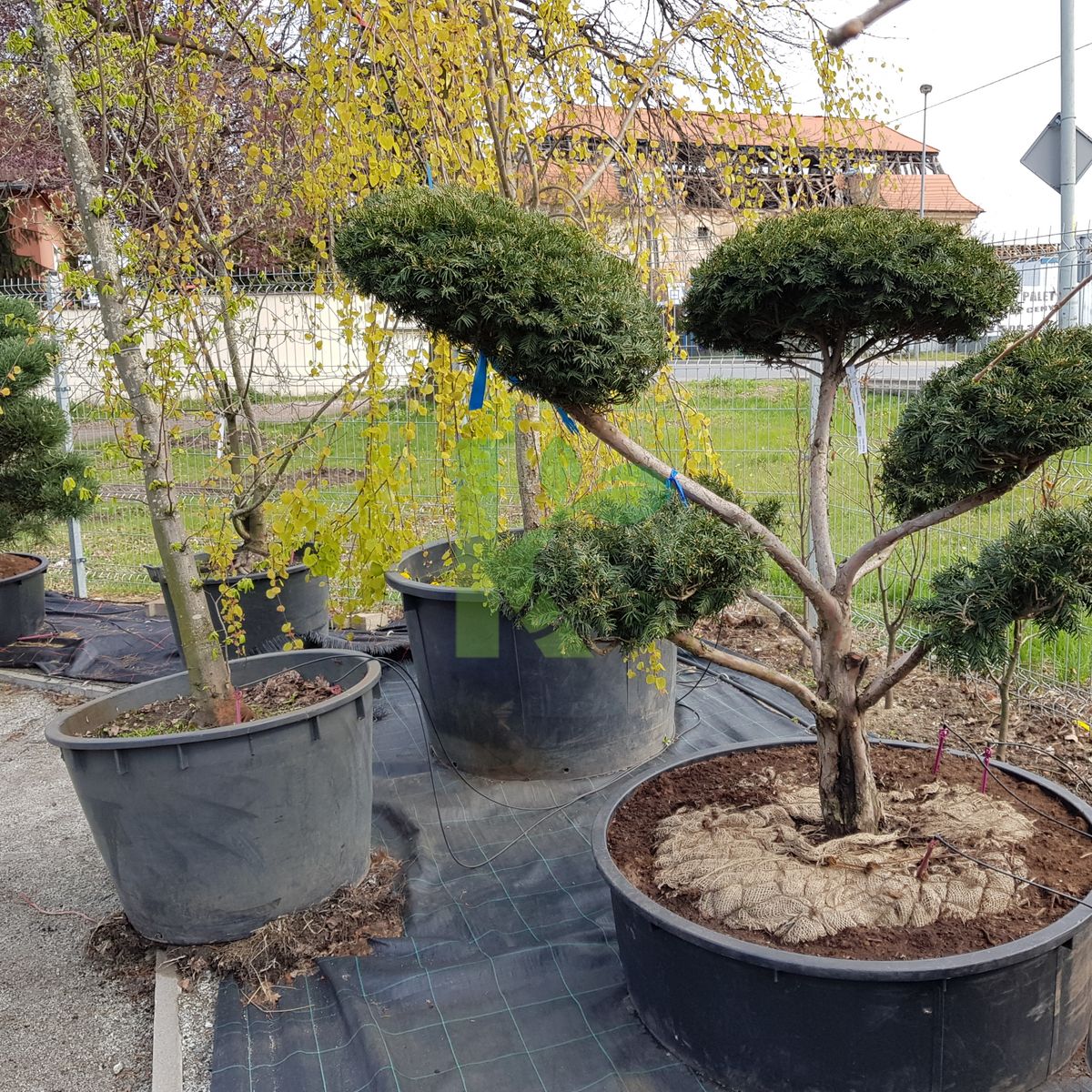 Taxus baccata `Bonsai` (Cis pospolity) | Kaczergis