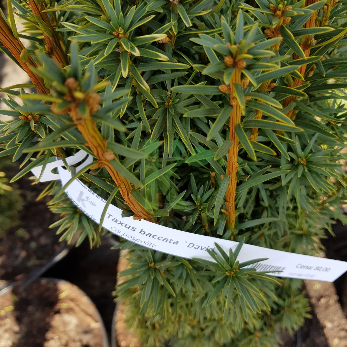 Taxus baccata `David` (Cis pospolity)