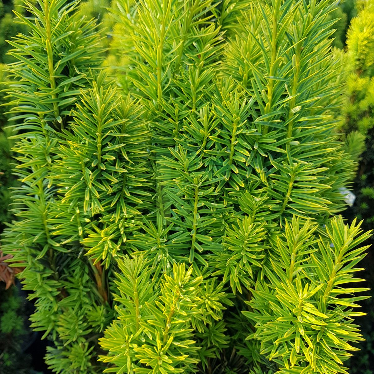 Taxus baccata `Fastigiata Aurea` (Cis pospolity)