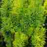 Taxus baccata `Fastigiata Aurea` (Cis pospolity)