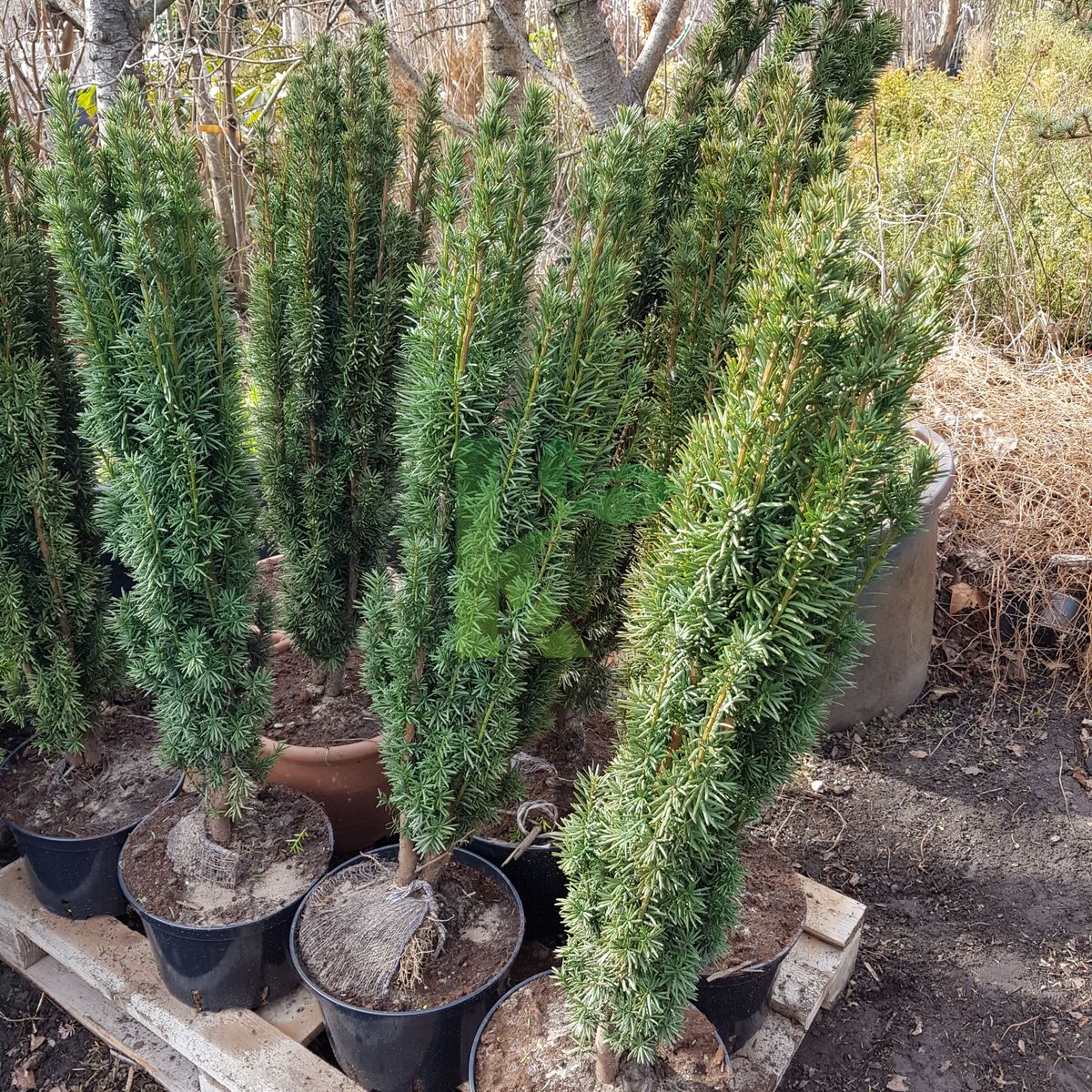 Taxus baccata `Fastigiata Robusta` (Cis pospolity)