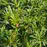 Taxus baccata `Overeynderi bonsai` (Cis pospolity)