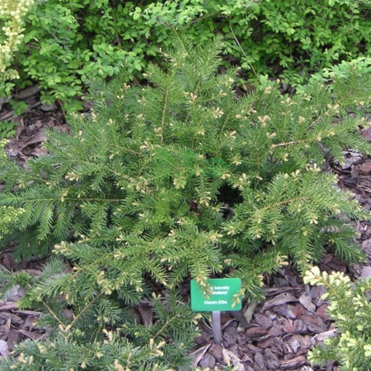 Taxus baccata `Repandens` (Cis pospolity)