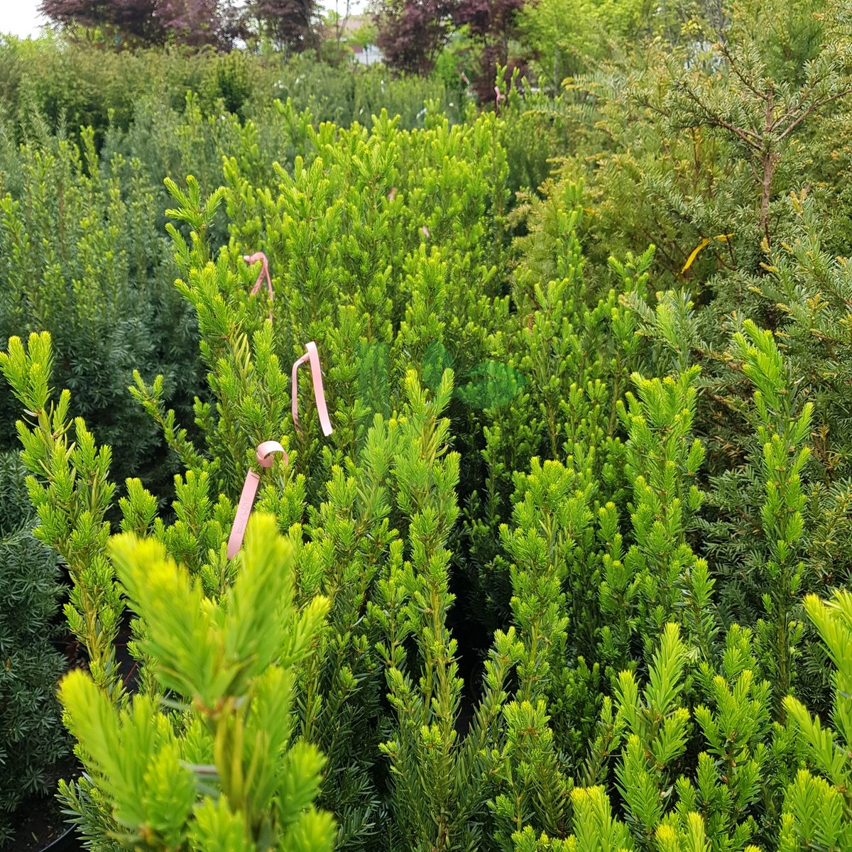 Taxus media `Hillii` (Cis pośredni)