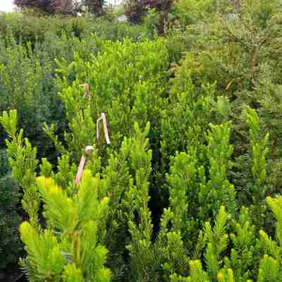Taxus media `Hillii` (Cis pośredni)