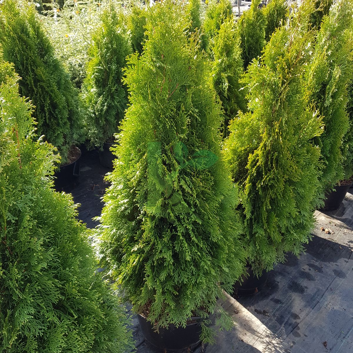 Thuja occidentalis `Smaragd` (Żywotnik zachodni)