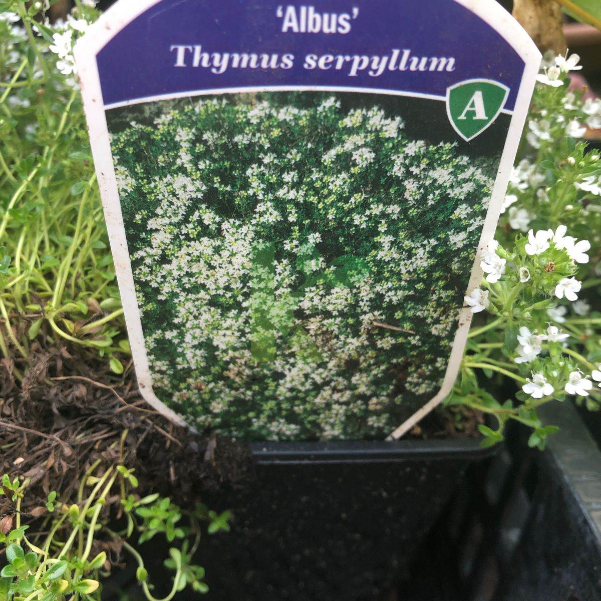 Thymus serpyllum `Albus` (Macierzanka piaskowa)