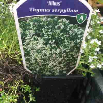 Thymus serpyllum `Albus` (Macierzanka piaskowa)