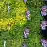Thymus x citriodorus `Doone Valley` (Macierzanka cytrynowa)