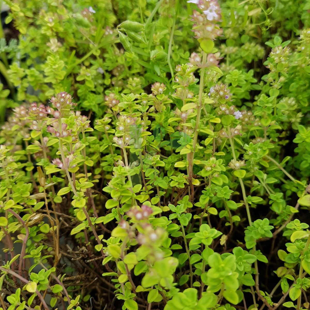 Thymus x citriodorus `Lemon Variegata` (Macierzanka cytrynowa)