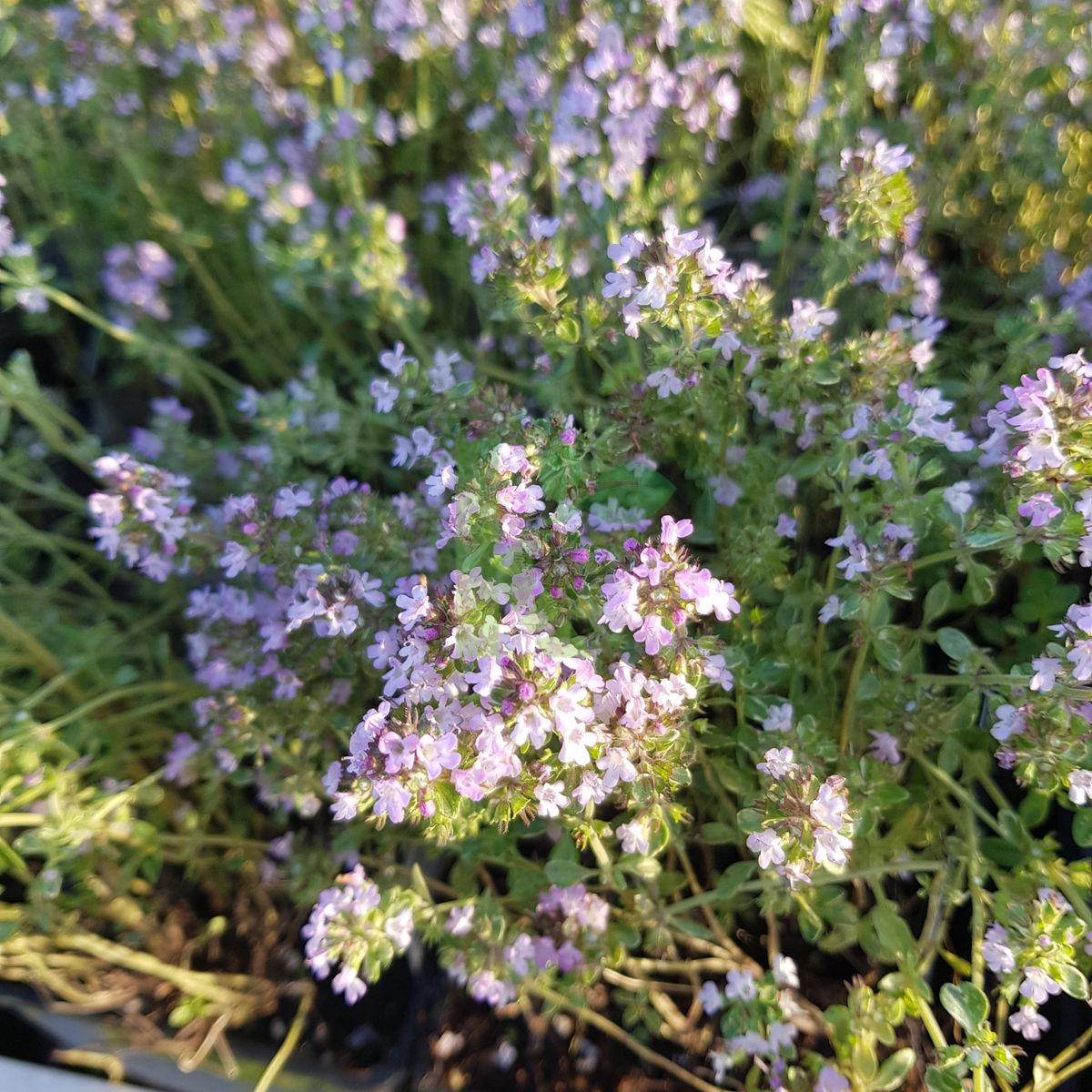 Thymus x citriodorus `Silver King` (Macierzanka cytrynowa)