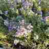 Thymus x citriodorus `Silver King` (Macierzanka cytrynowa)