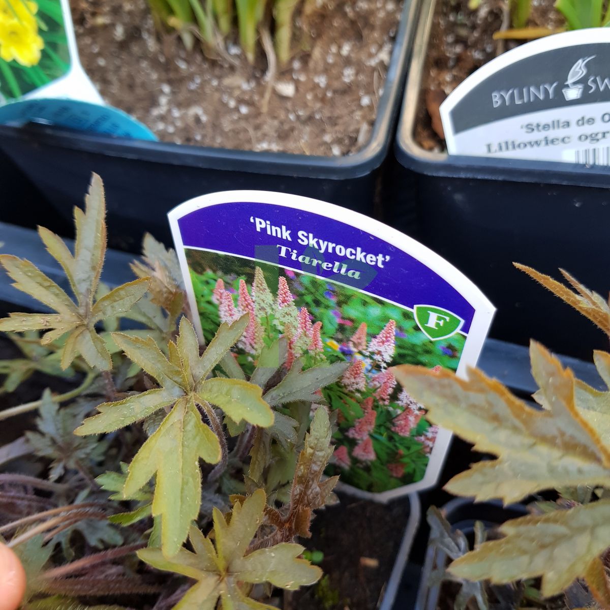 Tiarella `Pink Skyrocket` (Tiarella)