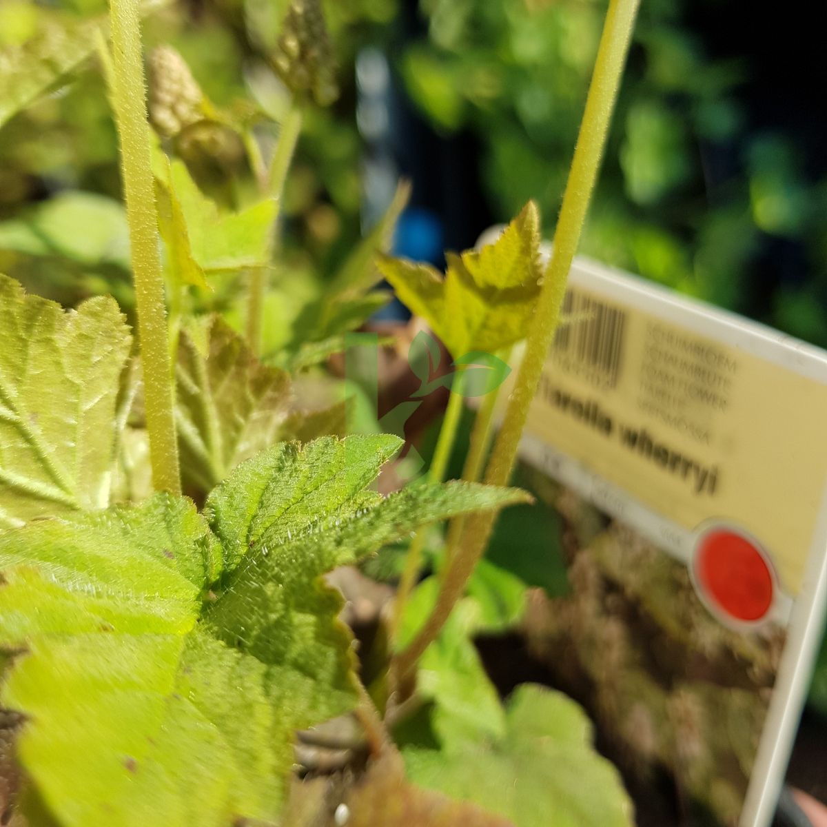 Tiarella wherryi (Tiarella Wherry'ego)