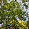 Tilia cordata `Greenspire` (Lipa drobnolistna)