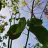 Tilia europaea `Euchlora` (Lipa krymska)