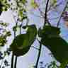 Tilia europaea `Euchlora` (Lipa krymska)
