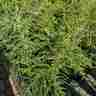 Tsuga canadensis (Choina kanadyjska)