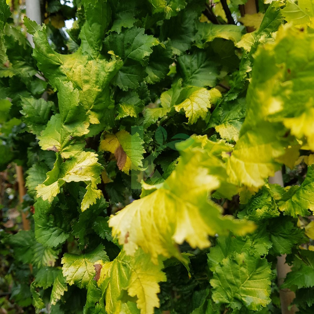 Ulmus hollandica `Wredei` (Wiąz holenderski)