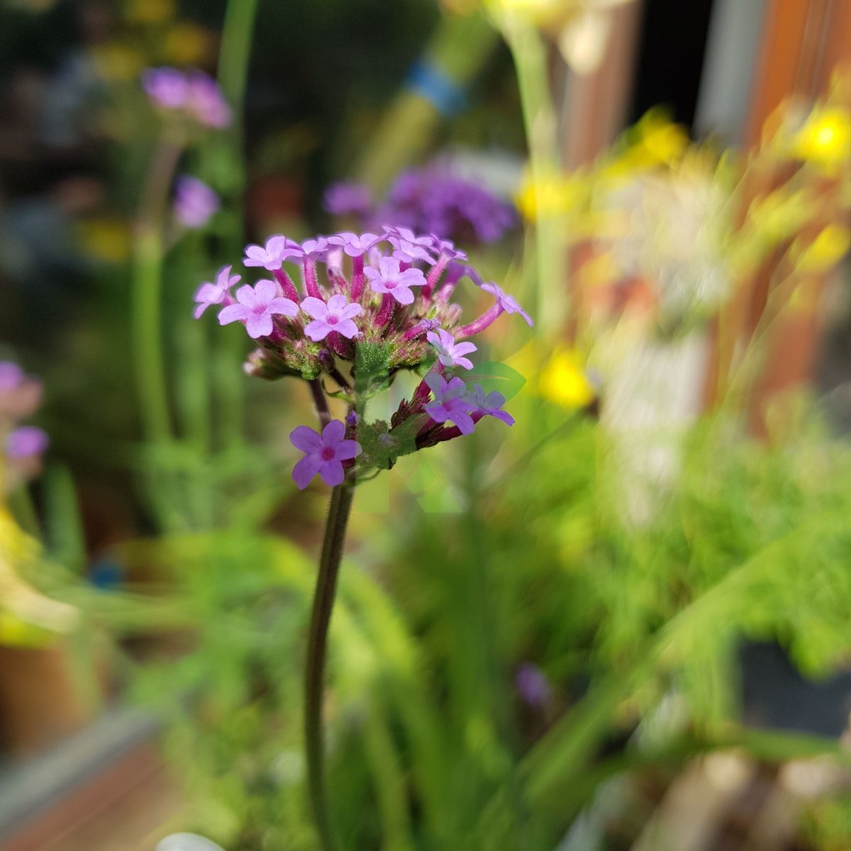 Verbena bonariensis (Werbena argentyńska)