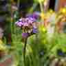 Verbena bonariensis (Werbena argentyńska)