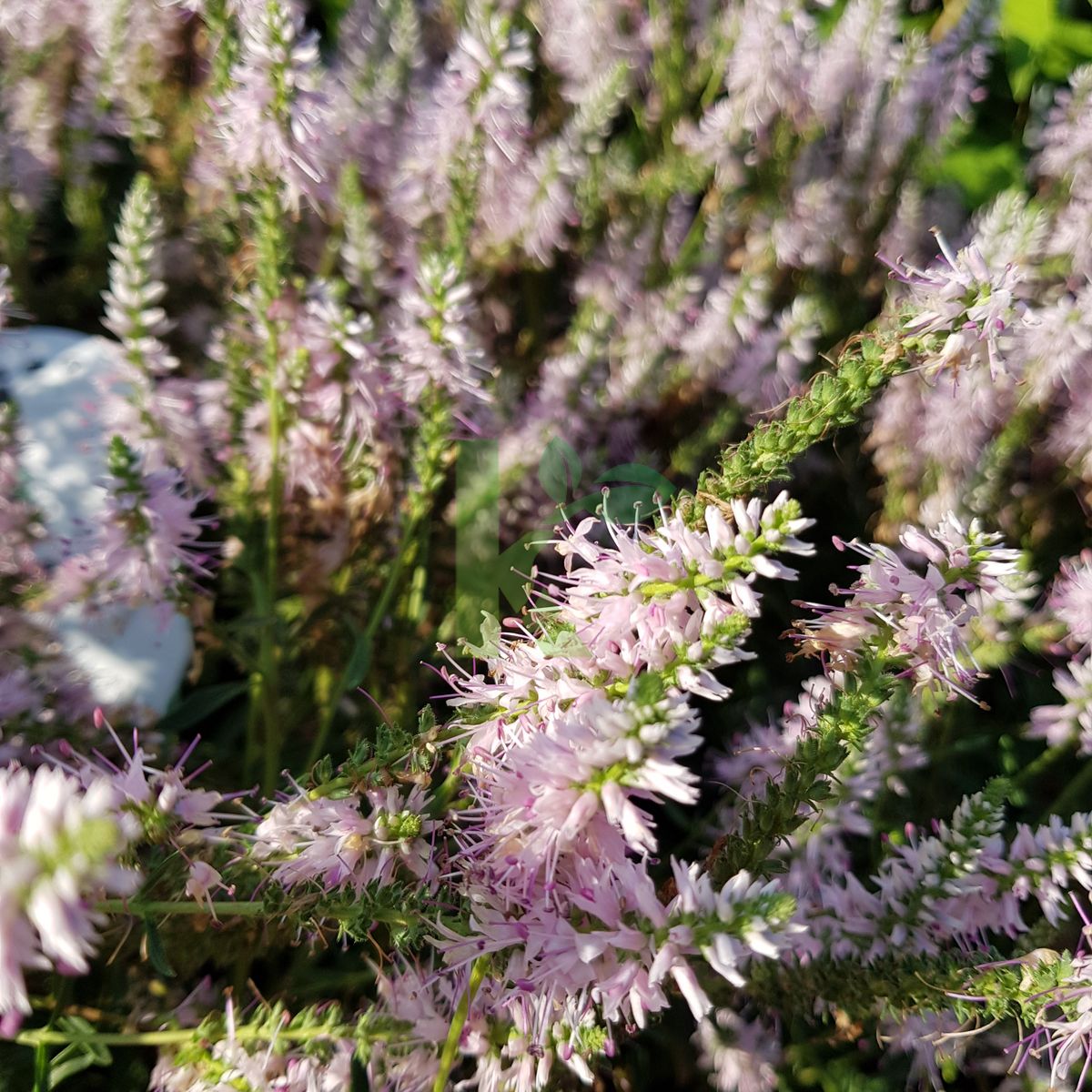 Veronica spicata `Inspire Rose` (Przetacznik kłosowy)