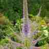 Veronicastrum virginicum `Fascination` (Przetacznikowiec wirginijski)