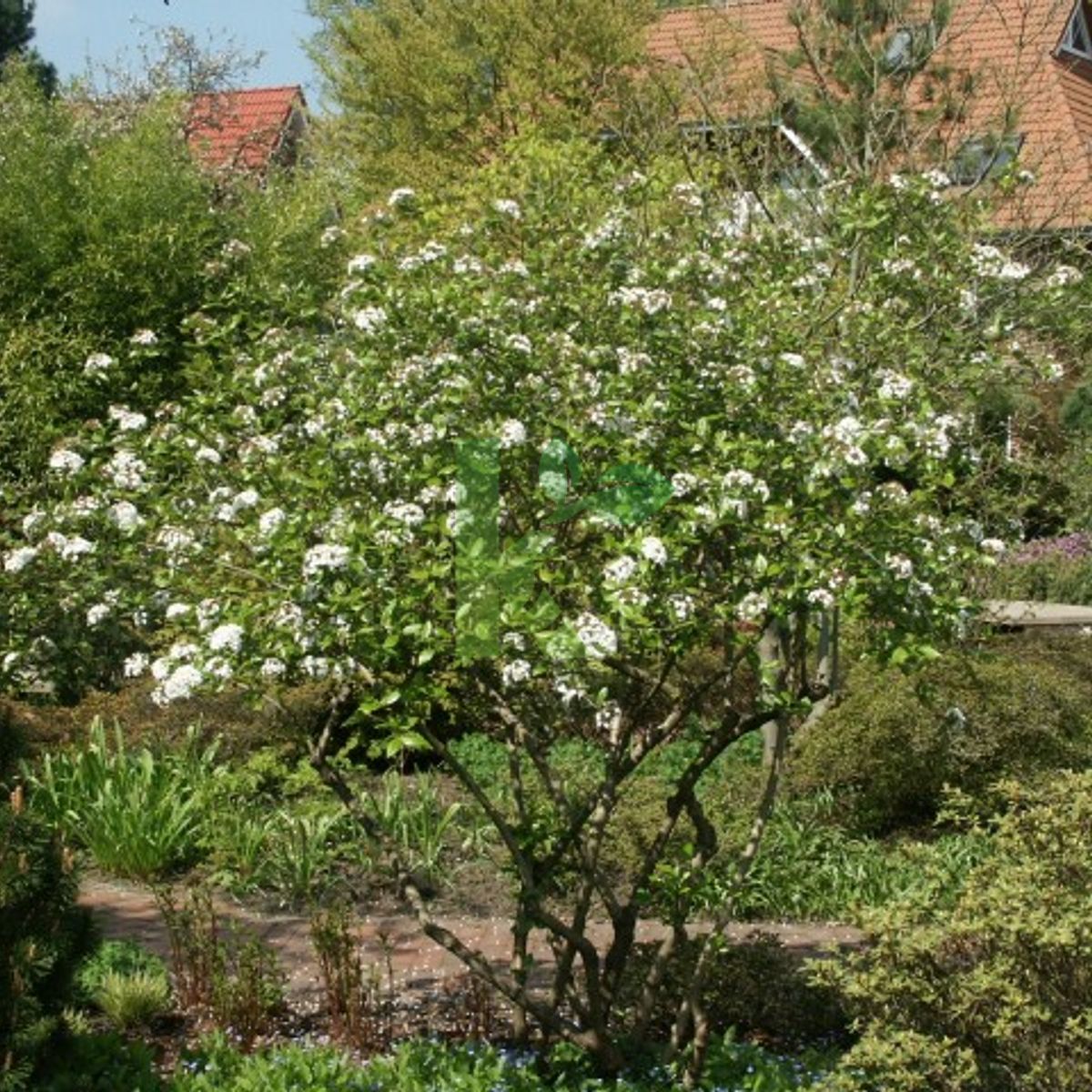 Viburnum burkwoodii (Kalina Burkwooda)