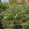 Viburnum burkwoodii (Kalina Burkwooda)