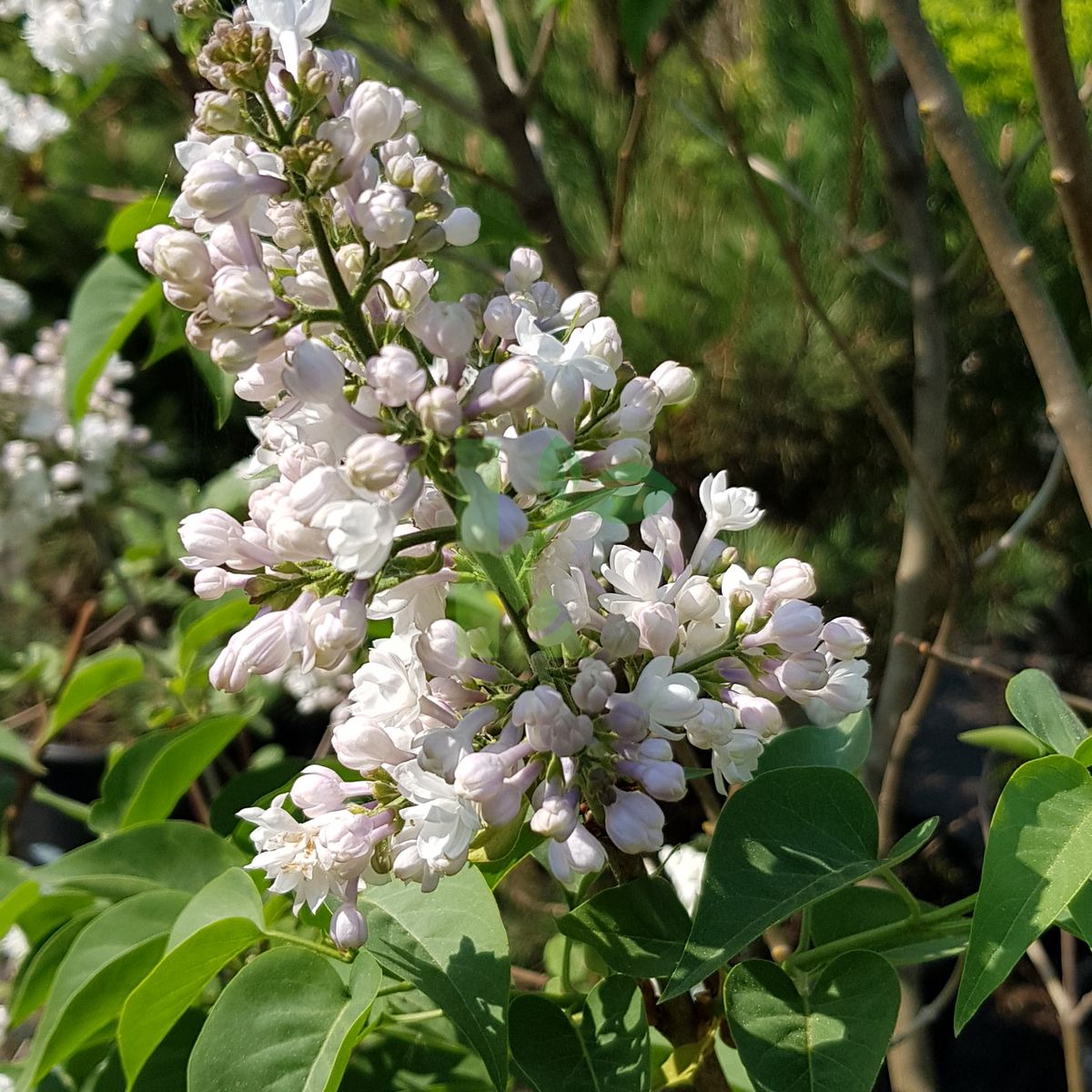 Viburnum carlesii (Kalina koreańska)