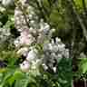 Viburnum carlesii (Kalina koreańska)