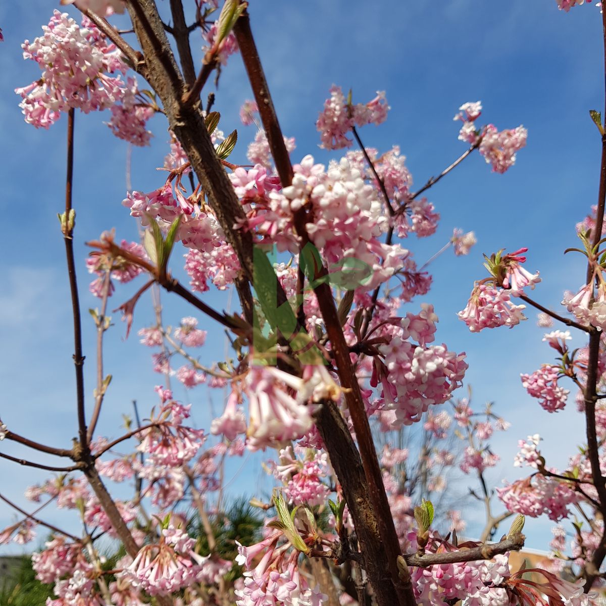 Viburnum farreri (Kalina wonna)