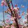 Viburnum farreri (Kalina wonna)