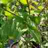 Viburnum plicatum (Kalina japońska)