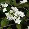 Viburnum plicatum `Watanabe` (Kalina japońska)