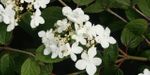 Viburnum plicatum `Watanabe` (Kalina japońska `Watanabe`)