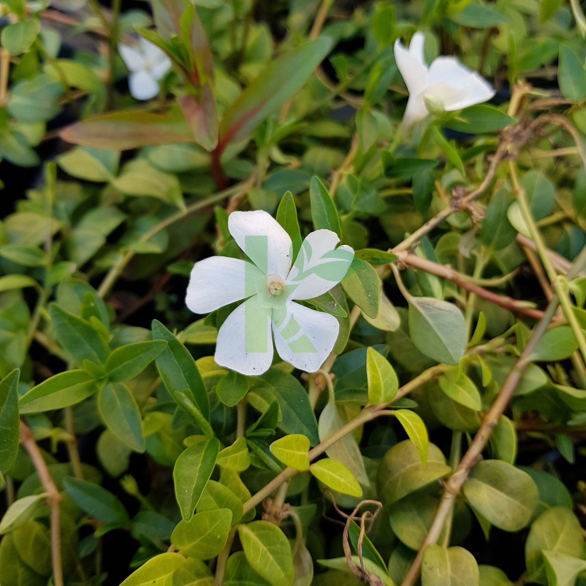 Vinca major `Alba` (Barwinek większy)