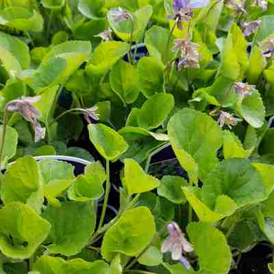 Viola odorata `Konigin Charlotte` (Fiołek wonny)