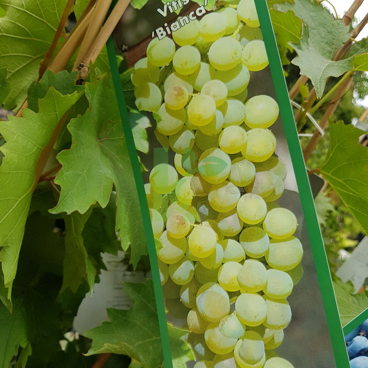 Vitis `Bianca` (Winorośl)