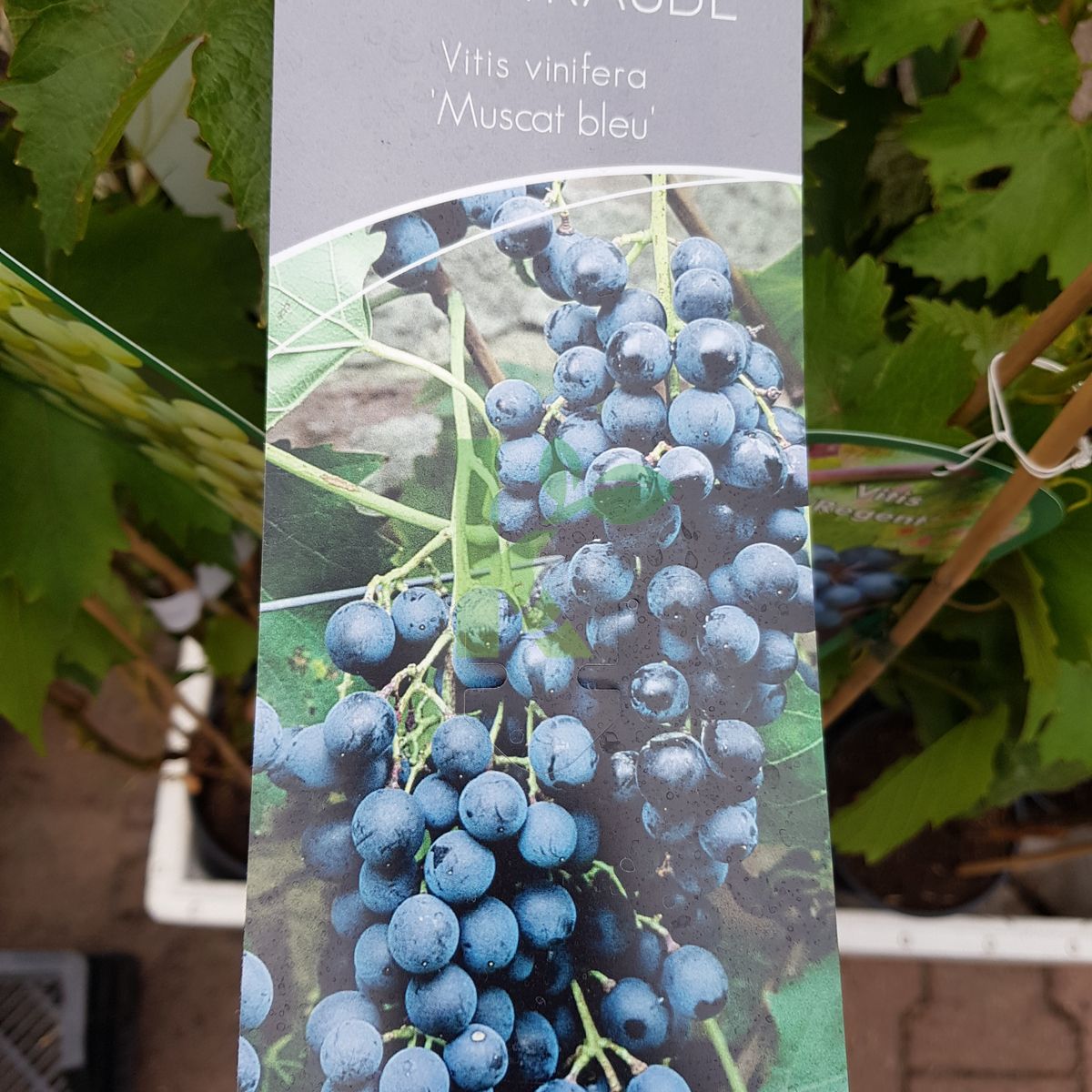 Vitis `Muscat Bleu` (Winorośl)