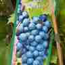 Vitis `Regent` (Winorosl)