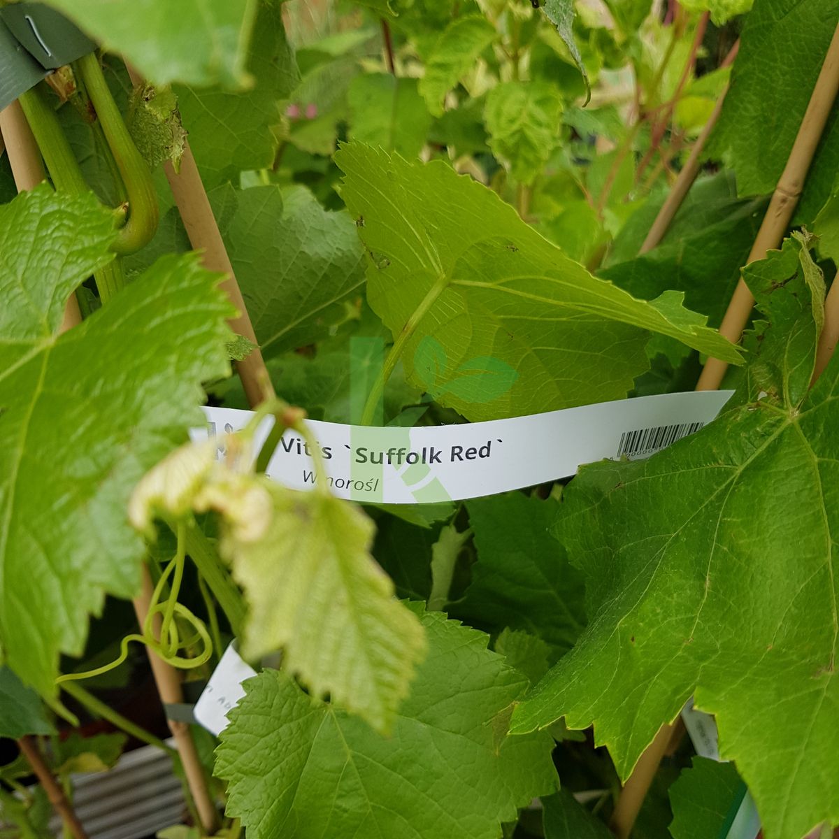 Vitis `Suffolk Red` (Winorośl)