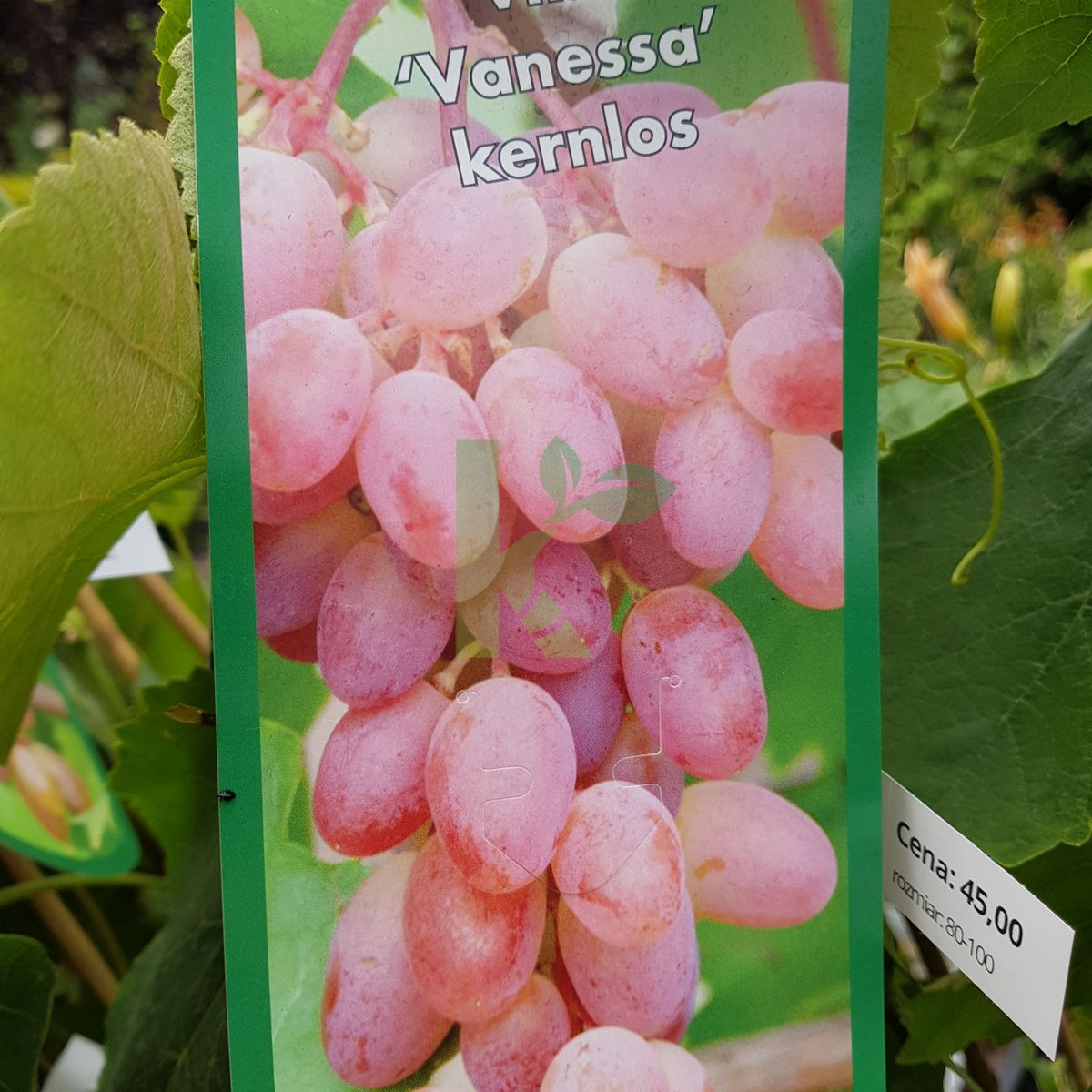 Vitis `Vanessa` (Winorośl)