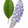 Wisteria floribunda (Glicynia)
