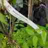 Wisteria sinensis `Alba` (Glicynia chińska)